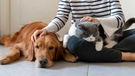 Pet Sitting