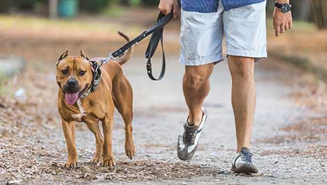 Pet Walking/Drop Ins