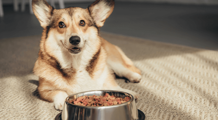Pet Nutrition consult